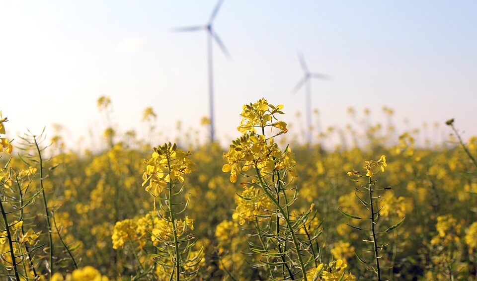 colza_eolien-1-aspect-ratio-1648-972.jpg