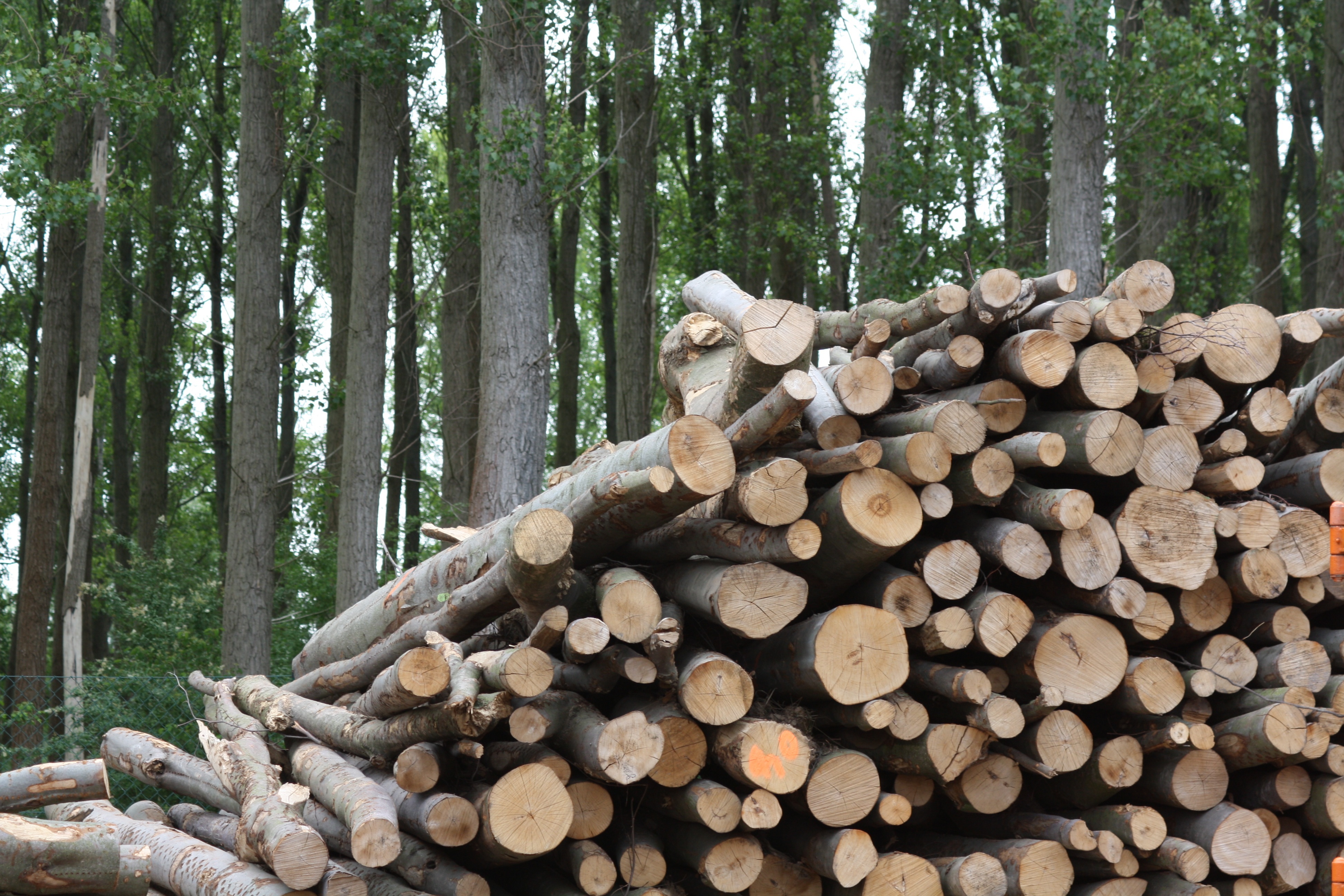 recyclind-wood-825792.jpg